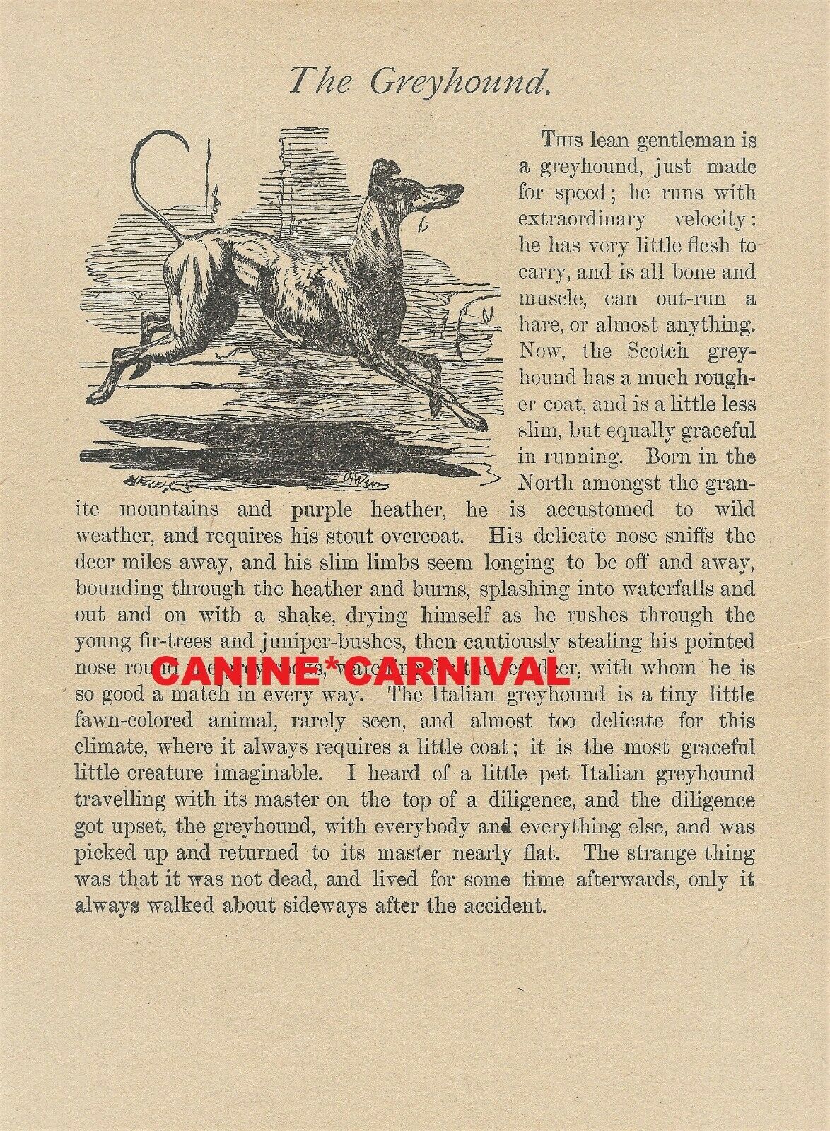 1915 Antique Charming GREYHOUND DOG PRINT WITH A STORY & ART