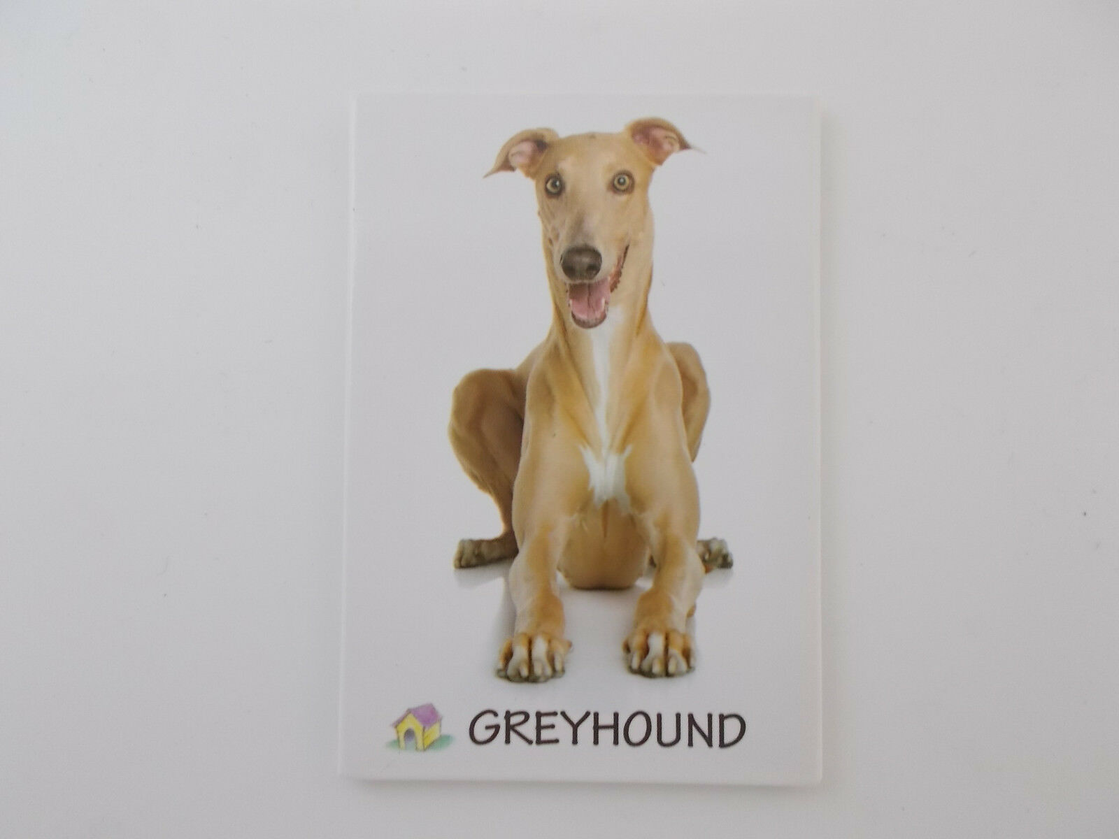 Small Rectangular Dog Breed Fridge Magnet Greyhound Dog Breed Specific,Pet