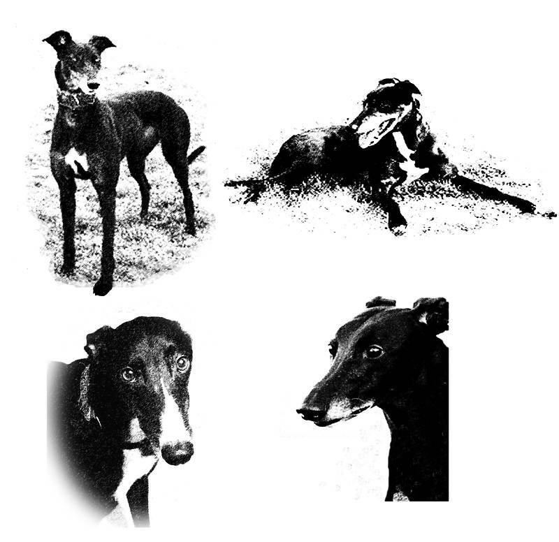 Black Beauties Greyhound Dog Notecards set of 4 w/envs