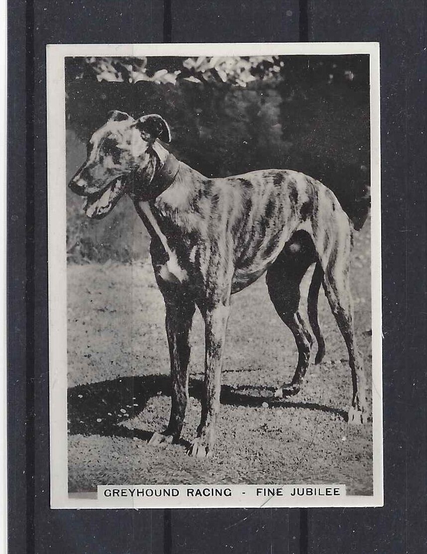 1930s Uk Dog Art Full Body Study Ardath Cigarette Trade Card Greyhound Racing
